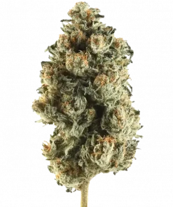 Cherry Tart, tatlı orman meyveleri aroması ve dengeli genetiğiyle öne çıkan bir hibrit türdür. Depresyon ve stresi azaltmaya yardımcı olabilir. Özelliklerini keşfedin.