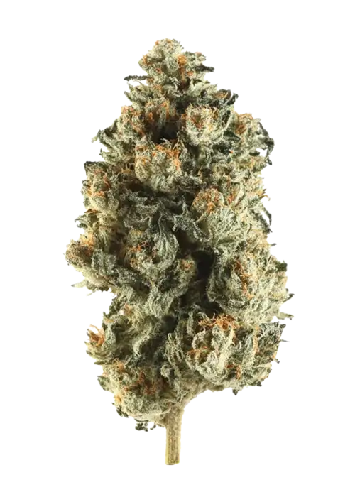 Cherry Tart, tatlı orman meyveleri aroması ve dengeli genetiğiyle öne çıkan bir hibrit türdür. Depresyon ve stresi azaltmaya yardımcı olabilir. Özelliklerini keşfedin.