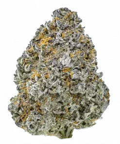 Cherry Town F2, tatlı kiraz aroması ve dengeli etkisiyle öne çıkan indica baskın bir türdür. Bu eşsiz türün genetik yapısını ve faydalarını keşfedin.