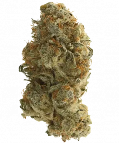 Cherry Whip, tatlı kiraz ve vanilya aromalarıyla öne çıkan Indica dominant bir türdür. Rahatlatıcı etkileri ve genetik yapısını keşfedin.