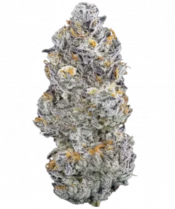 Cherry Zelato, tatlı, tropikal ve orman meyvesi aromalarıyla öne çıkan dengeli bir hibrit türüdür. Yaratıcılığı artıran ve rahatlatan bu türü keşfedin.