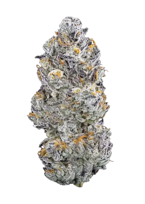 Cherry Zelato, tatlı, tropikal ve orman meyvesi aromalarıyla öne çıkan dengeli bir hibrit türüdür. Yaratıcılığı artıran ve rahatlatan bu türü keşfedin.