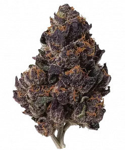 Cherry Zoda, tatlı meyve aromaları ve güçlü rahatlatıcı etkisiyle bilinen Indica baskın bir türdür. Depresyon ve uykusuzluğa iyi gelir. Özelliklerini keşfedin.