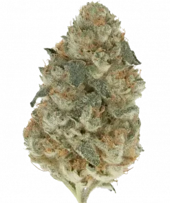 Cherrilicious, böğürtlen ve limon aromalı, yüksek THC'li Indica baskın bir türdür. Yaratıcılığı artıran ve rahatlatan etkileriyle öne çıkar. Özelliklerini keşfedin.