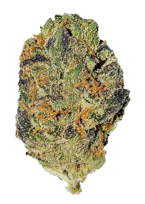 Chiesel, yakıtımsı aroması ve dengeli etkisiyle öne çıkan bir hibrit türdür. Yüksek verim ve keyifli deneyim için genetik yapısını keşfedin.