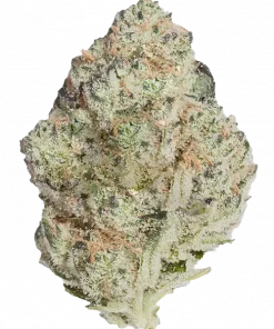 Chimera, yüksek THC oranı ve kayısı aromasıyla öne çıkan dengeli bir hibrit türdür. Stres ve kaygı için ideal. Genetik yapısını keşfedin.