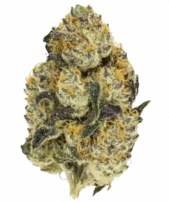 Chita Chew, yakıtımsı aroması ve THC oranıyla öne çıkan Indica baskın bir hibrit türdür. Yüksek verimiyle dikkat çeker. Genetik yapısını keşfedin.