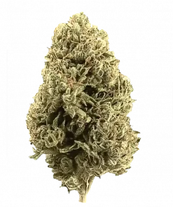 Chocolate Rain, vanilya aromaları ve Sativa etkisiyle öne çıkan bir melez türdür. Yaratıcılığı artıran bu eşsiz türün genetik yapısını keşfedin.