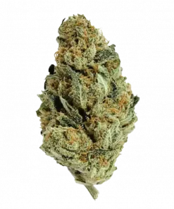 Chocolate Thai, kahve aromaları ve yüksek enerjisiyle bilinen saf bir Sativa türüdür. Tayland genetiğini keşfedin ve eşsiz etkilerini görüntüleyin.