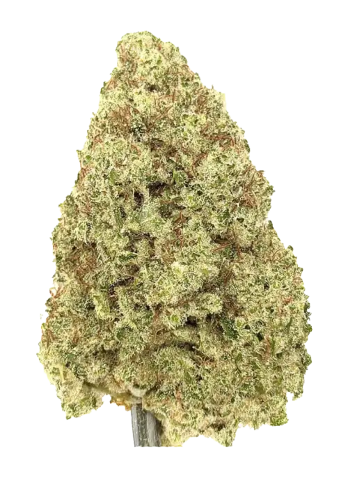 Chocolate Truffle Shuffle, tatlı çikolata aroması ve rahatlatıcı etkileriyle bilinen bir hibrit türdür. GPK ve Chocolope Kush genetiğini keşfedin.