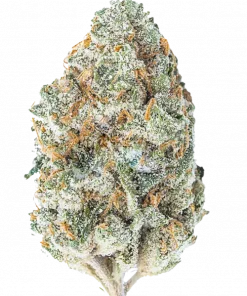 Chocolope, zengin çikolata aroması ve yüksek enerjisiyle bilinen bir Sativa türüdür. Chocolate Thai genetiği ile eşsiz deneyimi keşfedin. Hemen görüntüleyin.