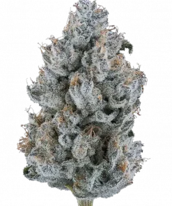 Chocolope 256, çikolata aromaları ve yüksek THC içeriğiyle bilinen Sativa dominant bir türdür. Enerjik etkileriyle yaratıcılığınızı keşfedin ve bu eşsiz türü görüntüleyin.