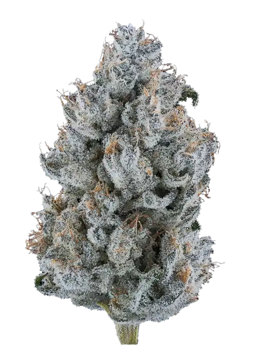 Chocolope 256, çikolata aromaları ve yüksek THC içeriğiyle bilinen Sativa dominant bir türdür. Enerjik etkileriyle yaratıcılığınızı keşfedin ve bu eşsiz türü görüntüleyin.