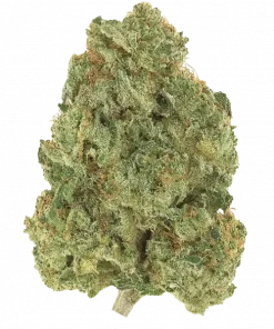 Chocolope Kush, çikolata ve kahve aromalarıyla öne çıkan dengeli bir hibrit türdür. Yüksek THC içeriğiyle dikkat çeker. Genetik yapısını keşfedin.