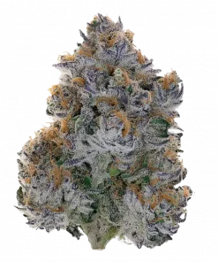 Chomsky, narenciye aromaları ve THC içeriğiyle öne çıkan Sativa baskın bir türdür. Yaratıcılığı artıran bu türün genetik yapısını keşfedin.