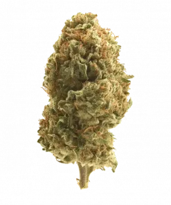 Chuck OG, sert dizel aroması ve THC oranıyla öne çıkan dengeli bir hibrit türdür. Ağrı ve depresyon için ideal. Bu eşsiz türü keşfedin.