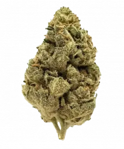 Cinderella 99, tropikal meyve aromaları ve yüksek enerjisiyle bilinen Sativa baskın bir türdür. Shiva Skunk ve Jack Herer genetiğini keşfedin. Hemen görüntüleyin.