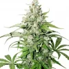 Cinderella Jack Auto Fem Esrar Tohumu (Dutch Passion)
