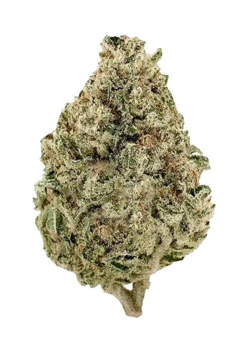 Cinex, yüksek THC'si, tatlı çam aroması ve enerji verici Sativa etkisiyle öne çıkan bir türdür. Yaratıcılığı artırmak için Cinex'i keşfedin.