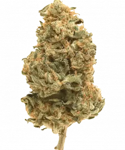 Citradelic Sunset, yakıtımsı narenciye aroması ve dengeli etkisiyle öne çıkan bir hibrit türdür. Spazmlara ve depresyona iyi gelir. Genetik yapısını keşfedin.