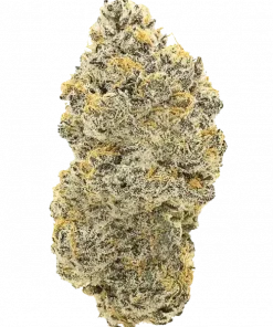 Citral Flo BX1, yakıtımsı ve çiçeksi aromalarıyla öne çıkan Sativa baskın bir türdür. Enerji veren yapısıyla gün boyu keyif sunar. Genetik özelliklerini keşfedin.