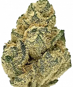 Citral Glue, sert yakıtımsı aroması ve yüksek THC içeriğiyle bilinen Indica baskın bir türdür. Ağrı ve anksiyeteye iyi gelir. Özelliklerini keşfedin.