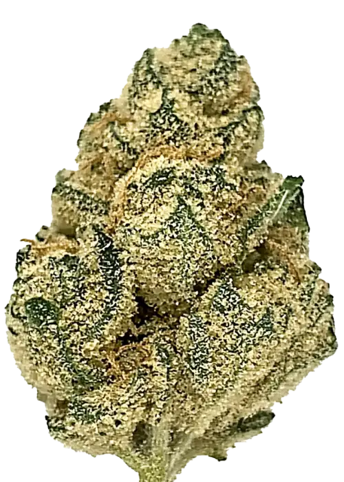 Citral Glue, sert yakıtımsı aroması ve yüksek THC içeriğiyle bilinen Indica baskın bir türdür. Ağrı ve anksiyeteye iyi gelir. Özelliklerini keşfedin.