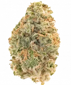 Citrus Dream, tatlı portakal aroması ve dengeli etkileriyle öne çıkan bir hibrit türdür. Stres ve ağrı için doğal çözüm arayanlar, bu eşsiz türü keşfedin.