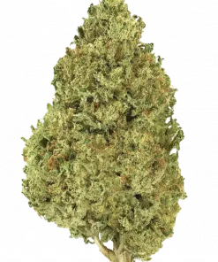 Citrus Sap, ferahlatıcı portakal aroması ve yüksek THC içeriğiyle öne çıkan dengeli bir hibrit türdür. Yaratıcılığı artıran etkilerini keşfedin ve hemen görüntüleyin.