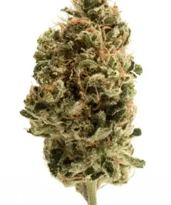 Citrus Sunrise, limon ve portakal aromalarıyla öne çıkan dengeli bir hibrit türdür. Yüksek THC içeriğiyle rahatlatıcı etkisini keşfedin. Şimdi görüntüleyin.