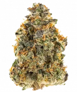 Clementinez, benzersiz aroması ve yüksek THC içeriğiyle öne çıkan dengeli bir hibrit türdür. Gündüz etkilerini ve genetik yapısını keşfedin.