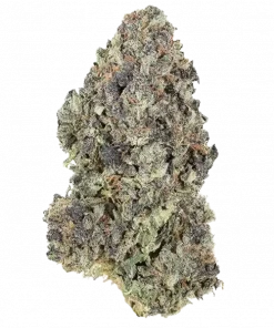 Cobalt Haze, yaban mersini aromalı ve yüksek THC'li dengeli bir hibrit türdür. Stres ve ağrı yönetimi için ideal. Genetik yapısını keşfedin.