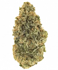 Cobra Hai, tatlı krema aroması ve rahatlatıcı etkileriyle öne çıkan bir indica türüdür. Ağrı ve stresi azaltmaya yardımcı olur. Genetik yapısını keşfedin.