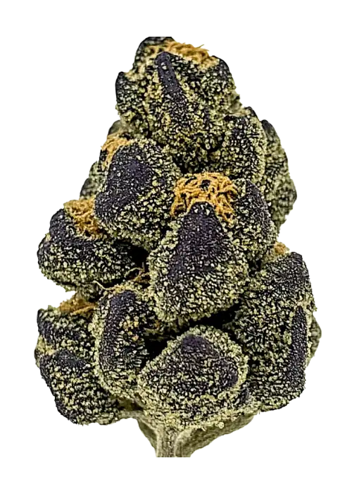 Coco Chanel, yakıtımsı ve üzümsü aromalarıyla öne çıkan Indica dominant bir türdür. THC içeriğiyle rahatlatıcı etkilere sahiptir. Özelliklerini keşfedin.