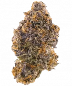 Coco Jambo, tropikal aromaları ve yüksek THC içeriğiyle bilinen sativa baskın bir türdür. Dingin etkileriyle öne çıkar. Bu eşsiz türü keşfedin.