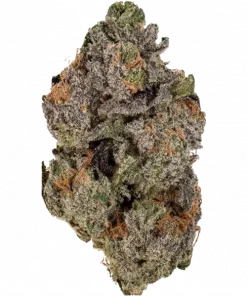 Code Red, ananas aroması ve yüksek THC içeriğiyle öne çıkan Indica dominant bir türdür. Depresyon ve uykusuzluğa iyi gelir. Genetik yapısını keşfedin.