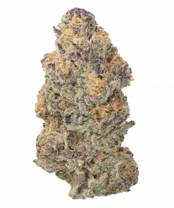 Codtown F2, yakıtımsı ve topraksı aromasıyla öne çıkan güçlü bir hibrit türdür. Yüksek THC içeriğiyle derin rahatlama sağlar. Etkilerini keşfedin.