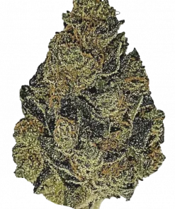 Coffee Creamer, tatlı krema aroması ve yüksek THC içeriğiyle öne çıkan dengeli bir hibrit türdür. Enerji veren etkilerini keşfedin ve hemen görüntüleyin.