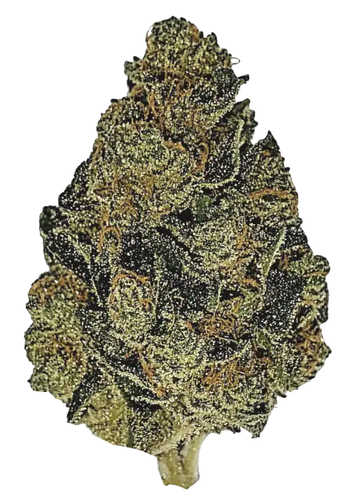 Coffee Creamer, tatlı krema aroması ve yüksek THC içeriğiyle öne çıkan dengeli bir hibrit türdür. Enerji veren etkilerini keşfedin ve hemen görüntüleyin.