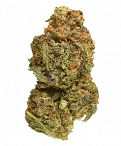 Colada Lime, limon ve greyfurt aromalı, enerji verici Sativa baskın bir türdür. Depresyon ve stresi hafifletmeye yardımcı olabilir. Etkilerini keşfedin.