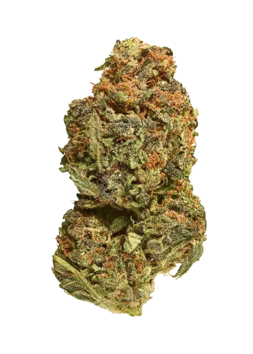 Colada Lime, limon ve greyfurt aromalı, enerji verici Sativa baskın bir türdür. Depresyon ve stresi hafifletmeye yardımcı olabilir. Etkilerini keşfedin.