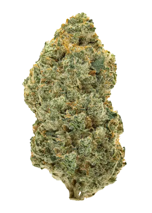 Cold Znapz, yakıtımsı ve naneli aromasıyla öne çıkan indica baskın bir türdür. THC ile yoğun rahatlama sağlar. Etkilerini ve faydalarını keşfedin.