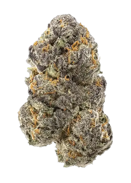 Colin OG RBX, üzüm ve kiraz aromalı, Indica baskın bir türdür. Stresi azaltan ve rahatlatan yapısıyla öne çıkar. Bu eşsiz türü keşfedin.