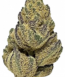 Collins Ave, turunçgil ve yakıtımsı aromalarıyla öne çıkan dengeli bir hibrit türüdür. THC içeriğiyle dikkat çeker. Genetik yapısını keşfedin ve etkilerini görüntüleyin.