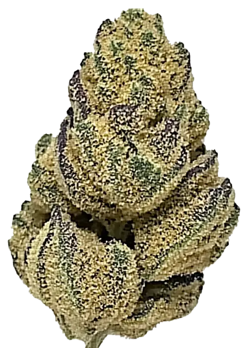 Collins Ave, turunçgil ve yakıtımsı aromalarıyla öne çıkan dengeli bir hibrit türüdür. THC içeriğiyle dikkat çeker. Genetik yapısını keşfedin ve etkilerini görüntüleyin.