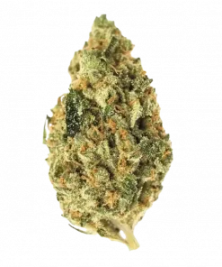 Colombian, bal aromalı ve enerji veren etkisiyle bilinen saf bir Sativa türüdür. Bu efsanevi türün genetik yapısını keşfedin ve etkilerini görüntüleyin.