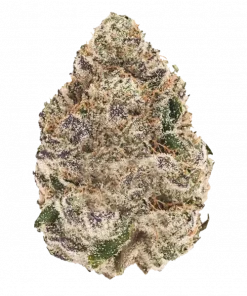 Colombian Gold, yakıtımsı aroması ve enerji veren Sativa etkileriyle bilinen efsanevi bir türdür. Bu Sativa türünün genetik yapısını keşfedin ve etkilerini inceleyin.