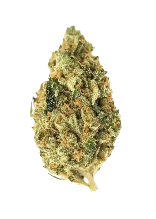 Colombian, bal aromalı ve enerji veren etkisiyle bilinen saf bir Sativa türüdür. Bu efsanevi türün genetik yapısını keşfedin ve etkilerini görüntüleyin.