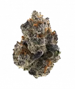 Color Blast, tatlı meyve ve yakıtımsı notalarıyla öne çıkan Indica baskın bir türdür. Yüksek THC içeriğiyle dikkat çeker. Genetik yapısını keşfedin.