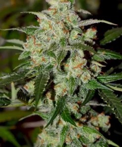 Colorado Cookies Auto Fem Esrar Tohumu (Dutch Passion)